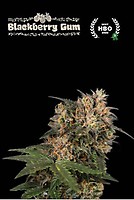 Blackberry Gum Feminised Seeds