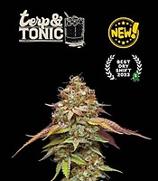 Terp & Tonic Feminised Seeds