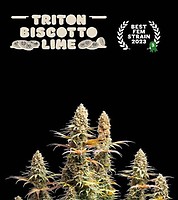 Triton Biscotto Lime Feminised Seeds