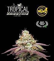 Tropical Zmoothie Feminised Seeds