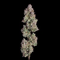 Oh My Thai Auto Feminised Seeds