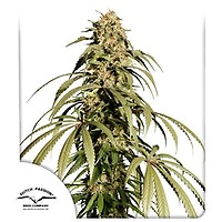 Ice Cream Haze Regulär Samen
