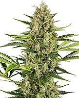 Jack Herer Auto Feminised Seeds