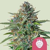 Strawberry Cough Feminisiert Samen