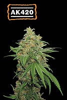 AK420 Auto Feminised Seeds