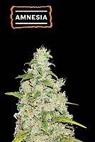 Amnesia Auto Feminised Seeds