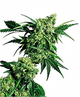 Mr Nice G13 x Hash Plant Regular Seeds - 10