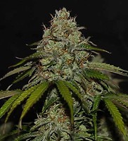 Ghost Train Haze Auto Feminised Seeds - BULK