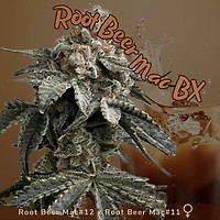 Root Beer Mac BX Feminisiert Saatgut