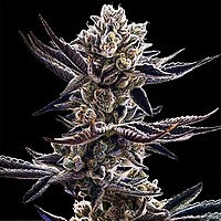 Platinum Kush Breath Feminisiert Saatgut