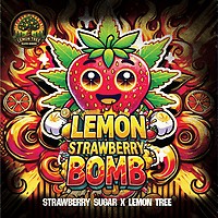 Lemon Strawberry Bomb Feminisiert Saatgut