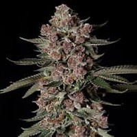 Tropical Jam Feminisiert Saatgut