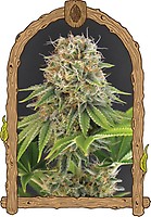 Wedding Monkey Feminisiert Saatgut