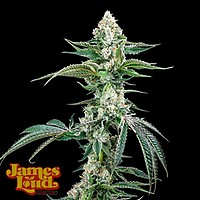 OG Kush F4 IBL Auto Feminisiert Saatgut