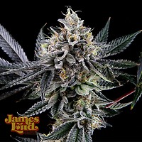 Frosted Biscotti Auto Feminisiert Saatgut