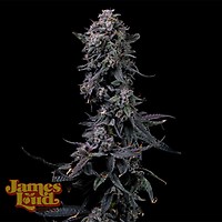 Bumpboxx Kush Feminisiert Saatgut