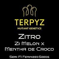 Zitro Feminisiert Saatgut
