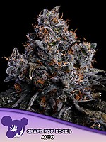 Grape Pop Rocks Auto Feminisiert Saatgut