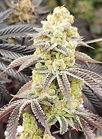 Aurelium Feminisiert Saatgut