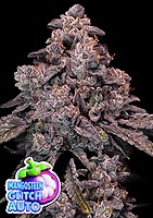 Mangosteen Glitch Auto Feminisiert Saatgut