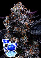 Free Blueberry Nation Feminisiert Saatgut