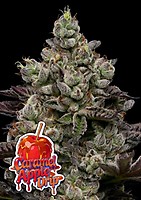 Caramel Apple Drip Feminisiert Saatgut
