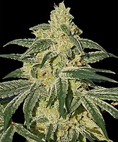 Afghan Hash Plant Regelmäßig Saatgut