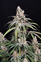 Funkberry Kush 2.0 Feminisiert Saatgut