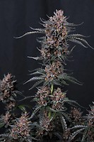Mango Cherry Runtz Auto Feminisiert Samen