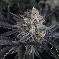 Mendo Frost Auto Feminisiert Samen
