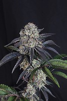 Sundae Frost Auto Feminisiert Samen