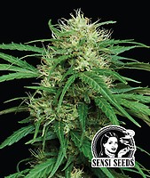 Haze Dawg Auto Feminisiert Samen (Sensi Samen Collab)
