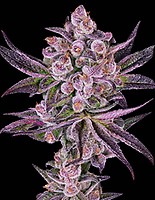 Super Boof x Motor Breath Feminisiert Samen