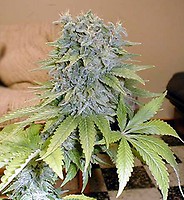 Medicine Man Regular Seeds - 18