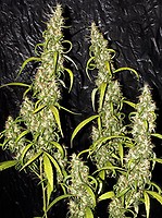 Neville's Haze Regular Seeds - 18