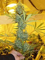 Critical Haze Regular Seeds - 18