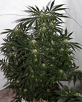 Early Skunk Haze Regular Seeds - 18