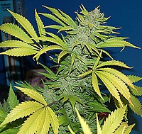 G13 Skunk Regular Seeds - 18