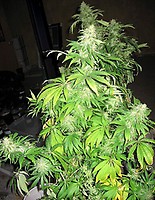 Critical Mass Mr Nice Regular Seeds - 18