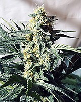 G13 Widow Regular Seeds - 18