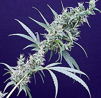 Neville's Haze x Mango Regular Seeds - 18