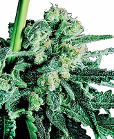 Sensi Skunk Regular Seeds - 10