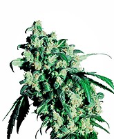 Super Skunk Regular Seeds - 10