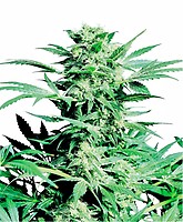 Shiva Skunk Regular Seeds - 10
