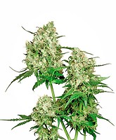 Maple Leaf Indica Regular Seeds - 10