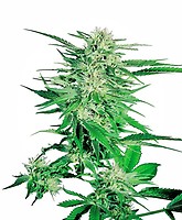Big Bud Regular Seeds - 10