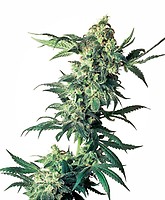 Northern Lights Regular Seeds - 10