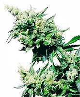 Hash Plant Regular Seeds - 10