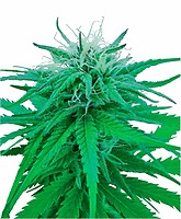 Ruderalis Indica Regular Seeds - 10