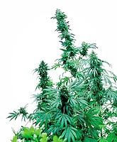 Early Skunk Regular Seeds - 10